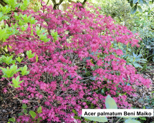 Acer palmatum Beni Maiko           